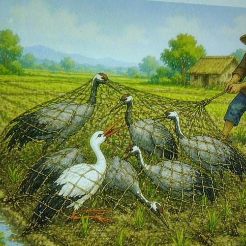 The cranes caught in a net