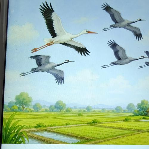 A stork joins the cranes